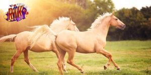 Ý nghĩa giấc mơ thấy ngựa