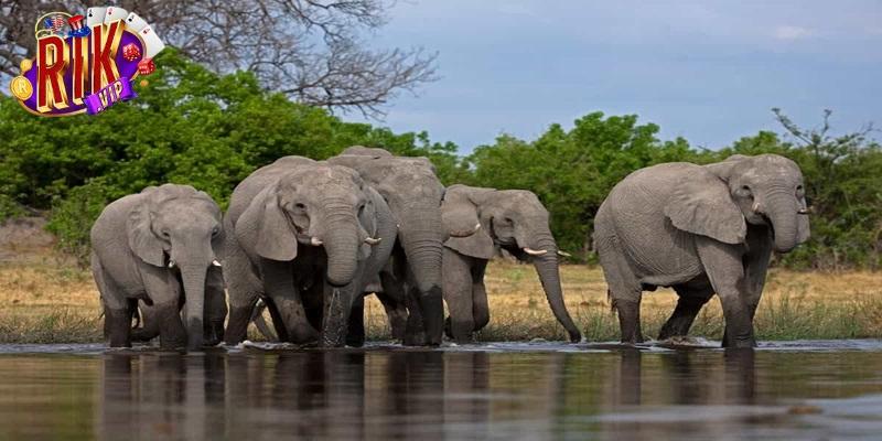 Chiêm bao về những con voi đang đánh nhau